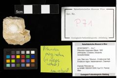 Foto (Objekt + Etiketten) von Pithonoton marginatum (Meyer, 1842) 